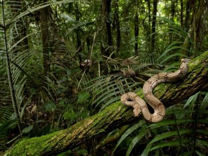 DARK-AND-DENSE-RAINFOREST-AT-SOUTH-AMERICA-WITH-SNAKES