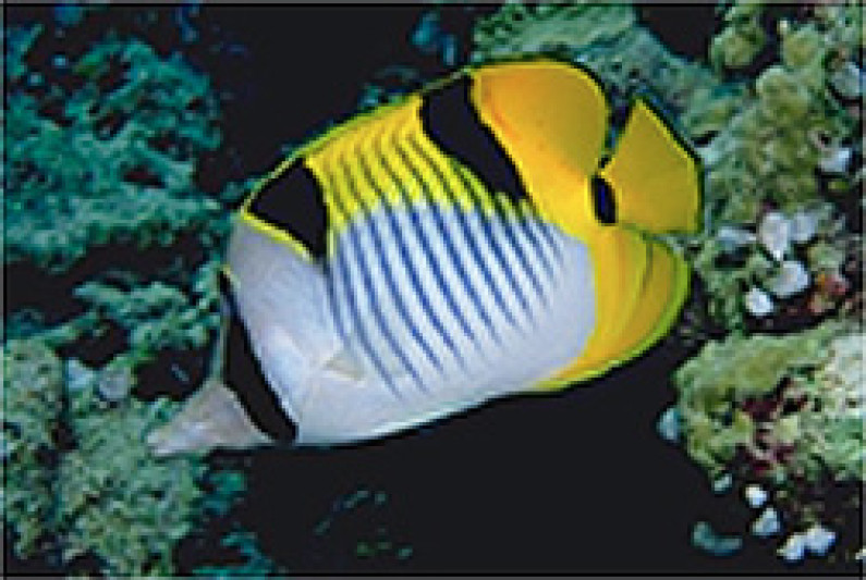 বর্ণময় প্রজাপতি মাছ বর্ণময় প্রজাপতি মাছ