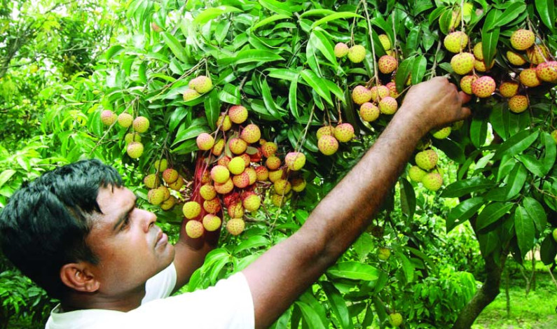 মজার কবিতা ‘লিচুচোর’