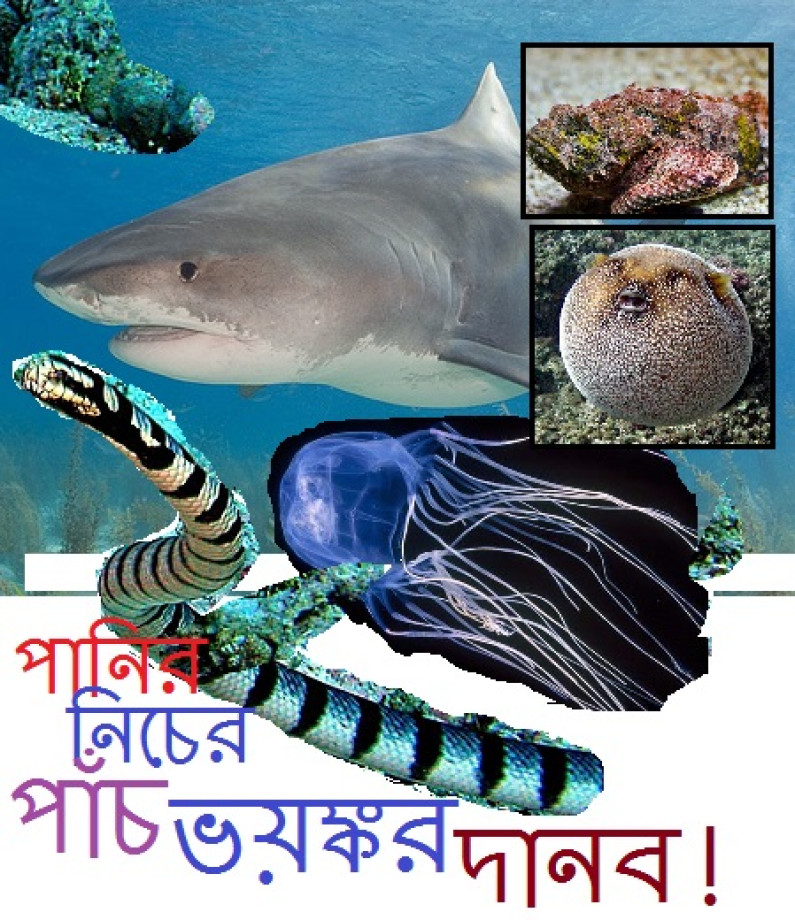 পানির নিচের পাঁচ ভয়ঙ্কর দানব! পানির নিচের পাঁচ ভয়ঙ্কর দানব!