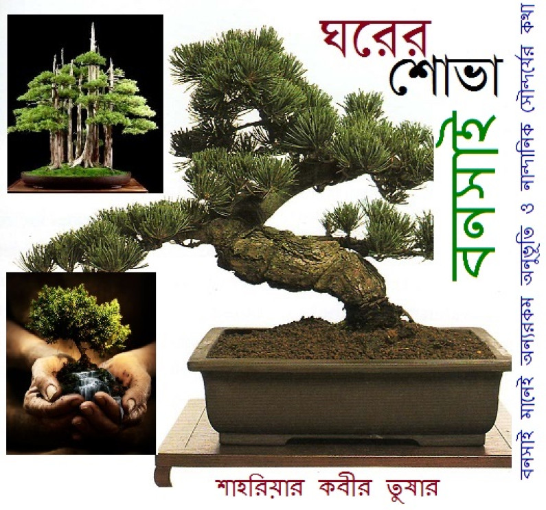 ঘরের শোভা বনসাই…. ঘরের শোভা বনসাই….